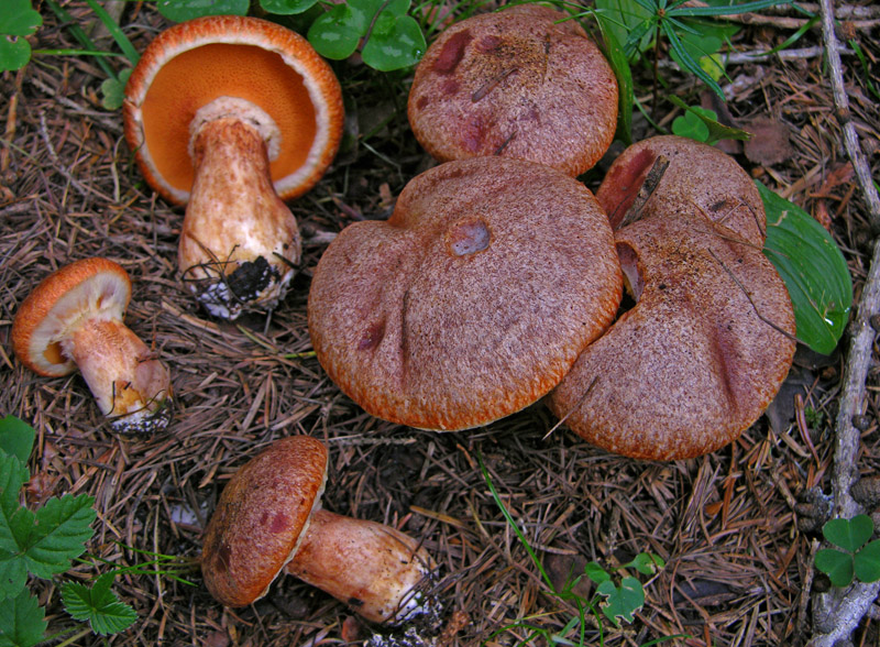 Suillus tridentinus.